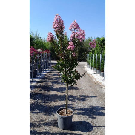 LAGERSTROEMIA RHAPSODY IN PINK En pot de 20-25 litres tige hauteur du tronc 090-110 cm