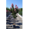 LAGERSTROEMIA RHAPSODY IN PINK En pot de 20-25 litres tige hauteur du tronc 090-110 cm