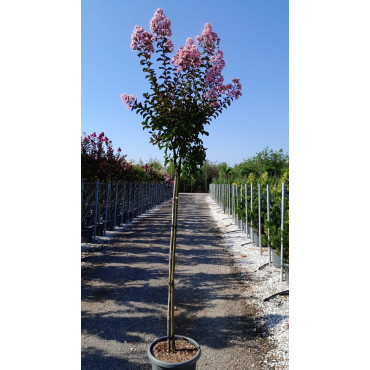 LAGERSTROEMIA RHAPSODY IN PINK En pot de 25-30 litres tige hauteur du tronc 130-140 cm