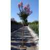 LAGERSTROEMIA RHAPSODY IN PINK En pot de 25-30 litres tige hauteur du tronc 130-140 cm