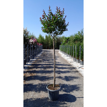 En pot de 15-20 litres tige hauteur du tronc 130-140 cm