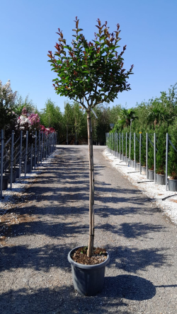 En pot de 15-20 litres tige hauteur du tronc 130-140 cm