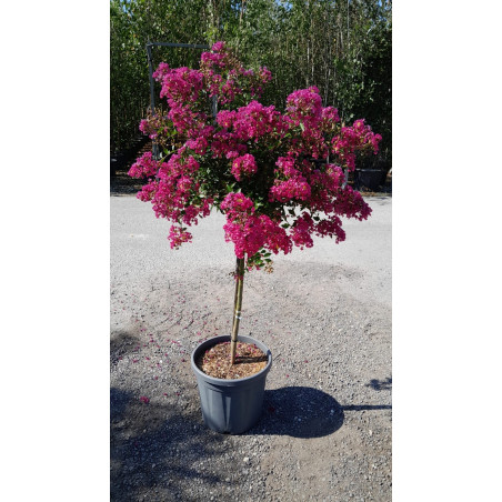 En pot de 20-25 litres tige hauteur du tronc 090-110 cm En pot de 20-25 litres tige hauteur du tronc 090-110 cm