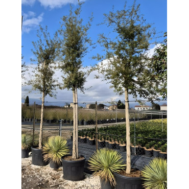 QUERCUS suber En pot tige hauteur du tronc 190-210 cm circonférence du tronc 14-16 cm