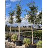 QUERCUS suber En pot tige hauteur du tronc 190-210 cm circonférence du tronc 14-16 cm