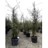 QUERCUS suber En pot cépée hauteur 175-200-250 cm