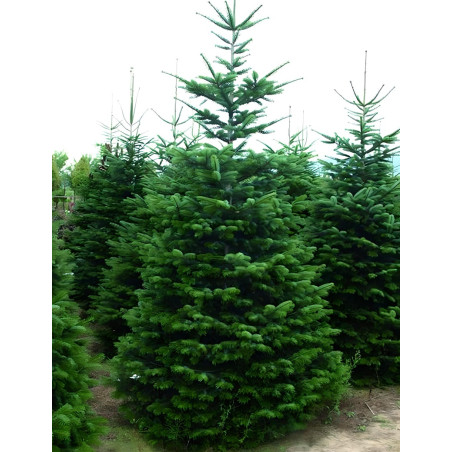 ABIES nordmanniana ABIES nordmanniana