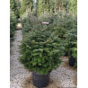 ABIES nordmanniana En pot de 20-25 litres hauteur 080-100 cm