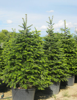 ABIES nordmanniana