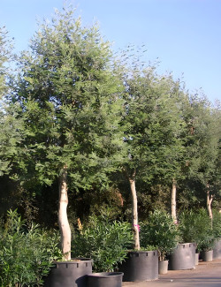ACACIA dealbata