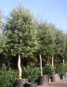mimosa-dhiver-acacia-dealbata-3.jpg