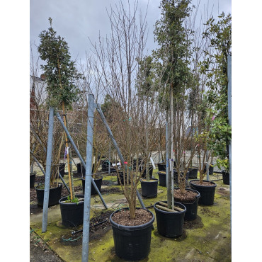ACER buergerianum En pot de 110-130 litres cépée hauteur 300-350 cm