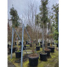 ACER buergerianum En pot de 110-130 litres cépée hauteur 300-350 cm