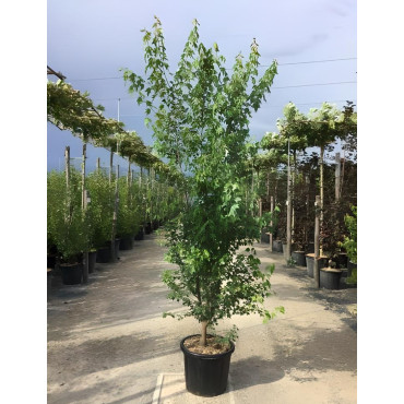 ACER buergerianum En pot de 35-50 litres buisson hauteur 200-250 cm