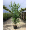 ACER buergerianum En pot de 35-50 litres buisson hauteur 200-250 cm