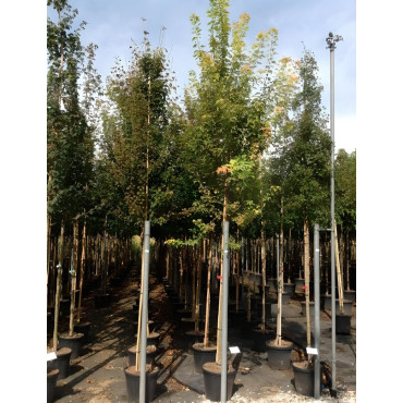 ACER buergerianumEn pot de 50-70 litres tige hauteur du tronc 190-210 cm circonférence du tronc 08-10 cm