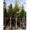 ACER buergerianumEn pot de 50-70 litres tige hauteur du tronc 190-210 cm circonférence du tronc 08-10 cm