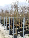 ACER campestre NANUM En pot de 25-30 litres tige hauteur du tronc 190-210 cm circonférence du tronc 08-10 cm