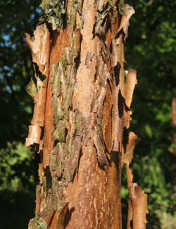 ACER griseum