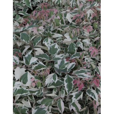 ACER negundo FLAMINGO