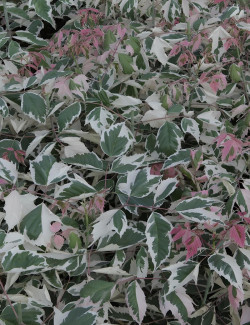 ACER negundo FLAMINGO