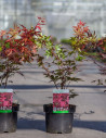 erable-du-japon-pourpre-acer-palmatum-atropurpureum-2.jpg