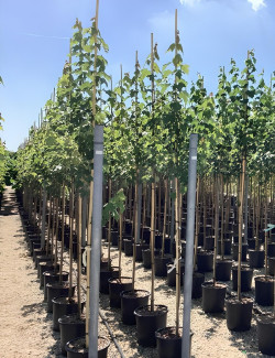 ACER rubrum En pot de 20-25 litres tige hauteur du tronc 190-210 cm circonférence du tronc 06-08 cm