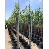 ACER rubrum En pot de 20-25 litres tige hauteur du tronc 190-210 cm circonférence du tronc 06-08 cm
