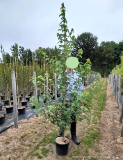 ACER rubrum En pot de 15-20 litres baliveau hauteur 150-200 cm