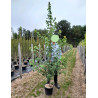 ACER rubrum En pot de 15-20 litres baliveau hauteur 150-200 cm