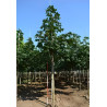 AESCULUS carnea BRIOTII Motte tige hauteur du tronc 190-210 cm circonférence du tronc 18-20 cm