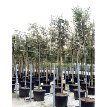 QUERCUS ilex En pot forme rideau sur tige hauteur du tronc 190-210 cm