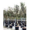 QUERCUS ilex En pot forme rideau sur tige hauteur du tronc 190-210 cm