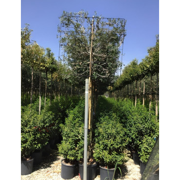 QUERCUS ilex En pot forme rideau sur tige hauteur du tronc 190-210 cm