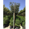 QUERCUS ilex En pot forme rideau sur tige hauteur du tronc 190-210 cm