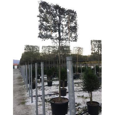 QUERCUS ilex En pot forme rideau sur tige hauteur du tronc 190-210 cm