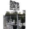 QUERCUS ilex En pot forme rideau sur tige hauteur du tronc 190-210 cm