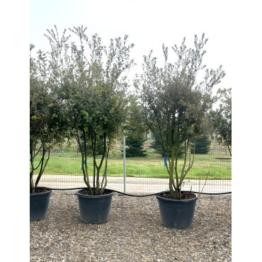 QUERCUS ilex En pot cépée remontée