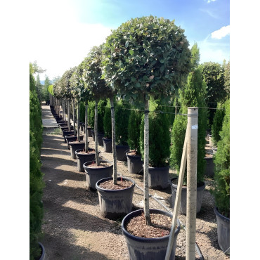 QUERCUS ilex En pot forme tige hauteur du tronc 110-130 cm