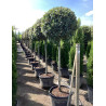 QUERCUS ilex En pot forme tige hauteur du tronc 110-130 cm