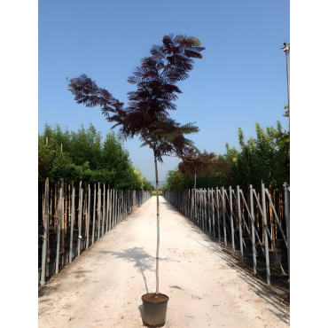 ALBIZIA julibrissin SUMMER CHOCOLATE En pot 30-35 litres tige hauteur du tronc 190-210 cm circonférence du tronc 08-10 cm