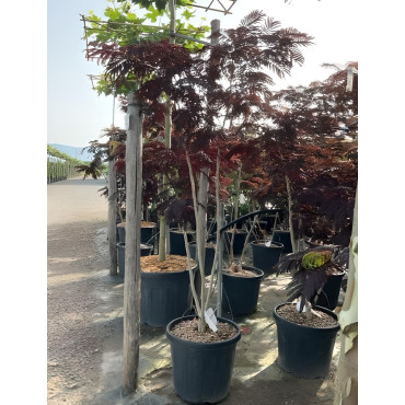 ALBIZIA julibrissin SUMMER CHOCOLATE En pot de 30-35 litres forme buisson