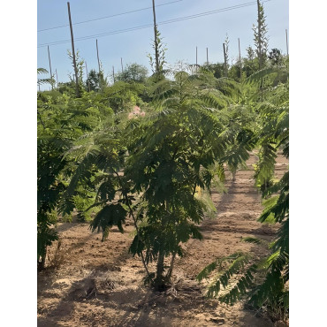 ALBIZIA julibrissin OMBRELLA Motte cépée hauteur 200-250 cm