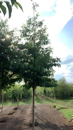 ALNUS spaethii Motte tige hauteur du tronc 190-210 cm circonférence du tronc 16-18 cm