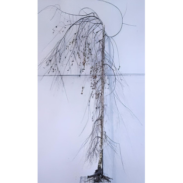 BETULA verrucosa YOUNGII En racines nues tige branchue de la base de la base circonférence du tronc 08-10 cm