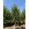 BETULA verrucosa ou pendula Motte cépée hauteur 300-350 cm