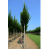 CARPINUS betulus FASTIGIATA Motte tige hauteur du tronc 190-210 cm circonférence du tronc 16-18 cm