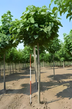 CATALPA bignonioides NANA Motte tige hauteur du tronc 190-210 cm circonférence du tronc 18-20 cm