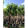 CATALPA bignonioides En pot de 50-70 litres tige hauteur du tronc 190-210 cm circonférence du tronc 14-16 cm
