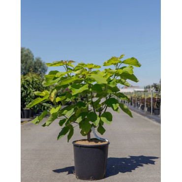 CATALPA bignonioides AUREA En pot de 12-15 litres buisson hauteur 080-100 cm
